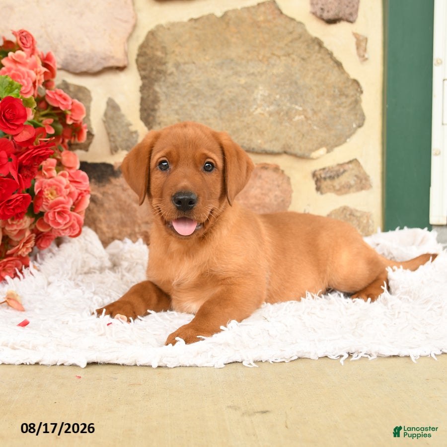 Labrador Retriever dogs Burr - Ad 1