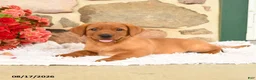 Labrador Retriever dogs for sale: Burr - Ad 1