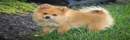 Pomeranian dogs for sale: Bingo Pomeranian  - Ad 5