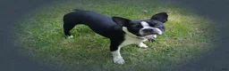 Boston Terrier dogs for sale: Hardy - Ad 3