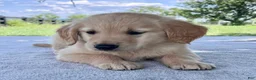 Golden Retriever dogs for sale: Drake - Ad 3
