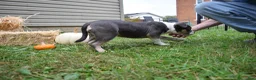 American Bully dogs for sale: American Bully 5 - Ad 10