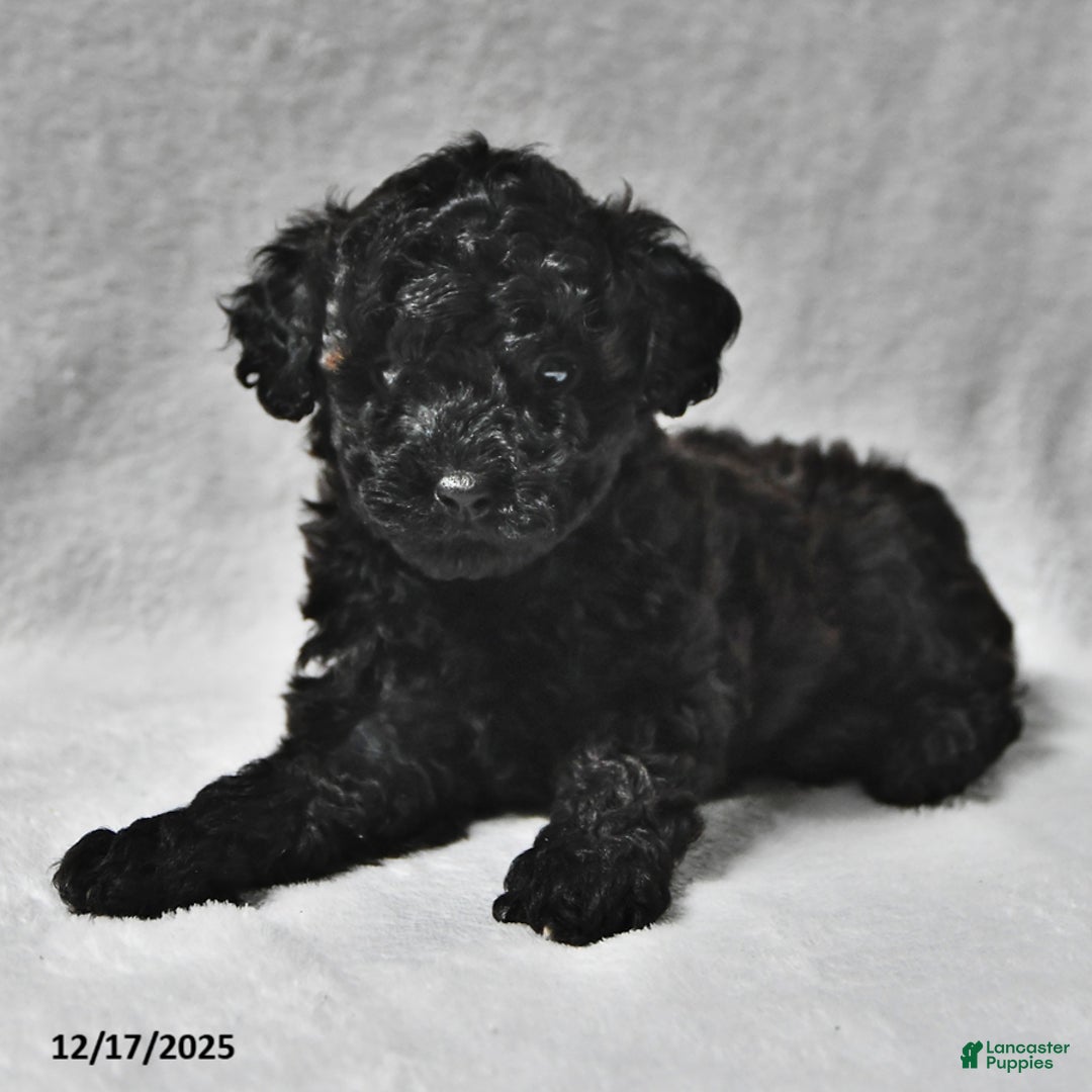 Mixed Breed dogs for sale: Matthew Eli - Ad 1