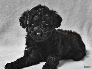 Mixed Breed dogs Matthew Eli - Ad 4
