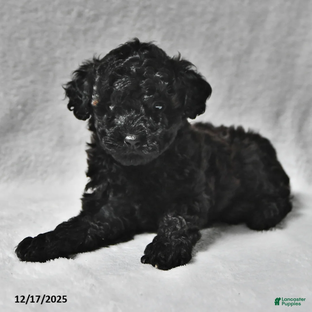 Miniature Poodle dogs for sale: Matthew Eli - Ad 1