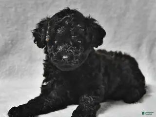 Miniature Poodle dogs Matthew Eli - Ad 30