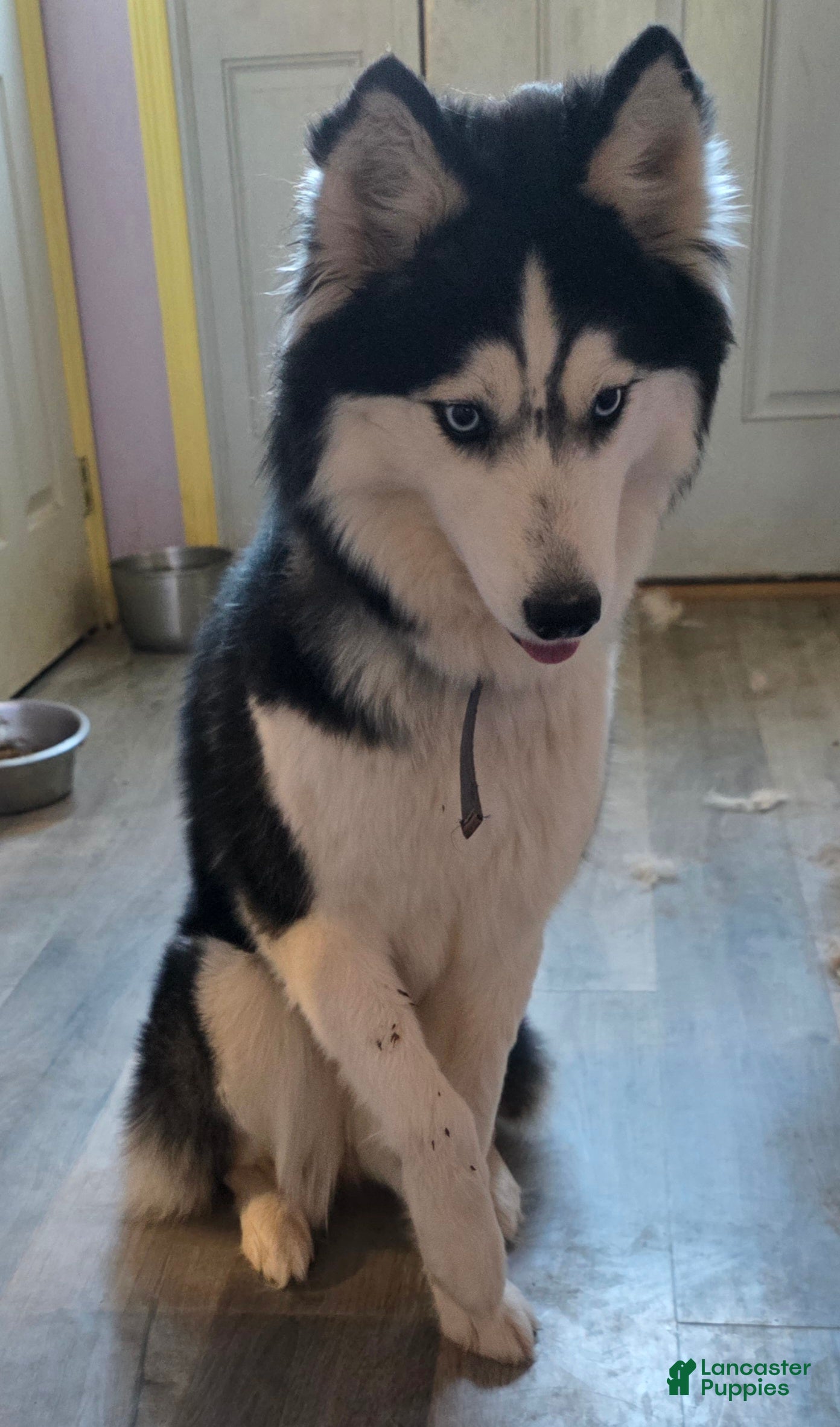Siberian Husky dogs for sale: Siberian Husky Puppy 1 - Ad 2