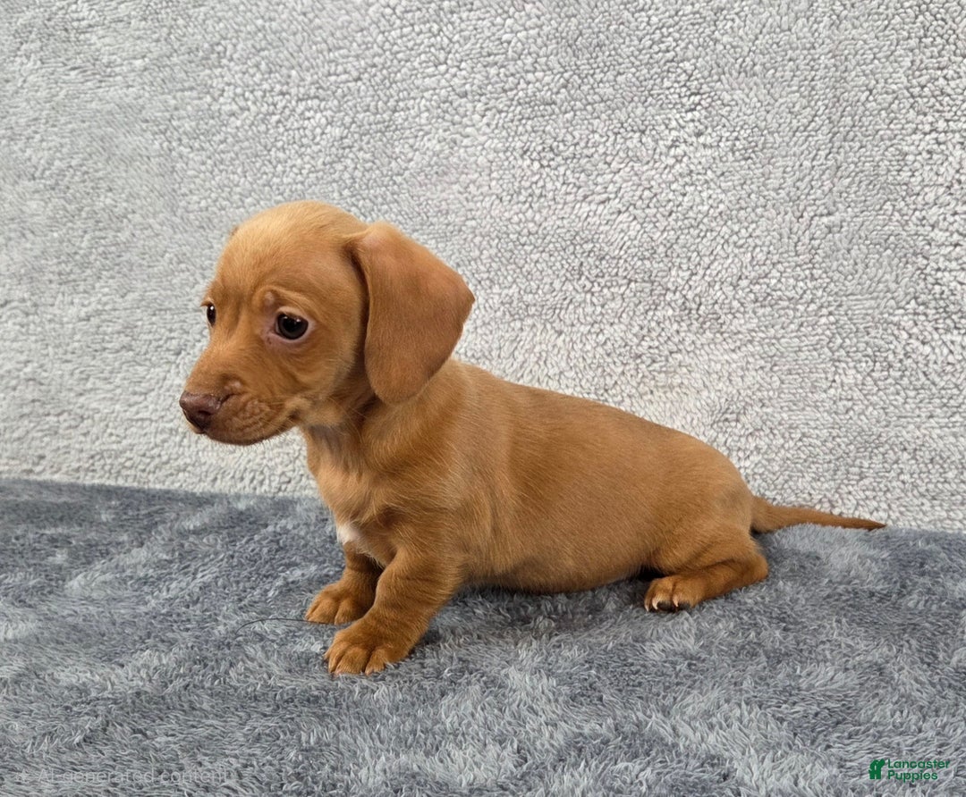 Miniature Dachshund dogs for sale: Cooper  - Ad 8