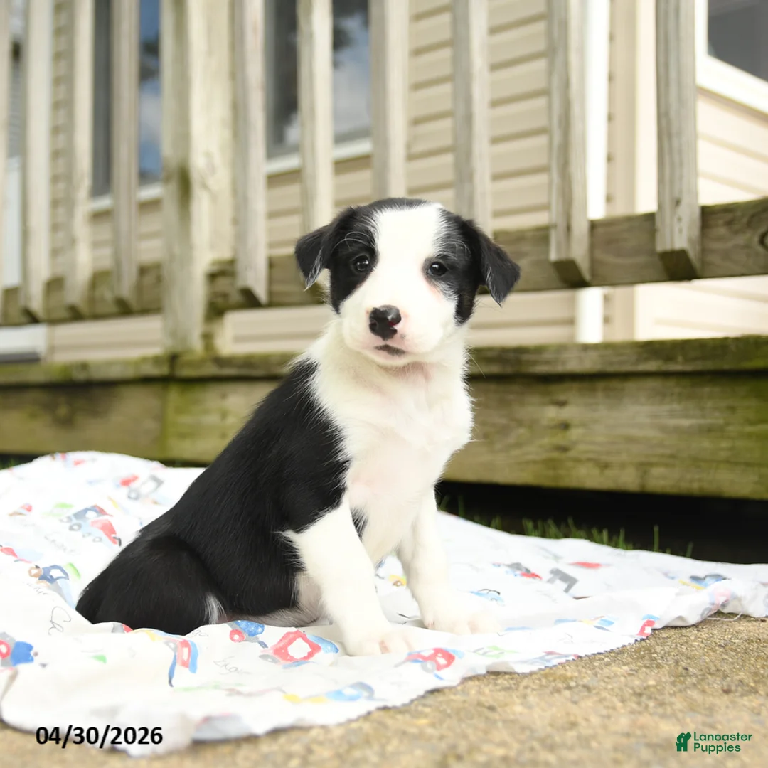 Border Collie dogs for sale: Harriet - Ad 1