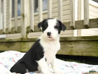 Border Collie dogs for sale: Harriet - Ad 4