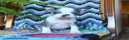 Boston Terrier dogs for sale: Hillary - Ad 1