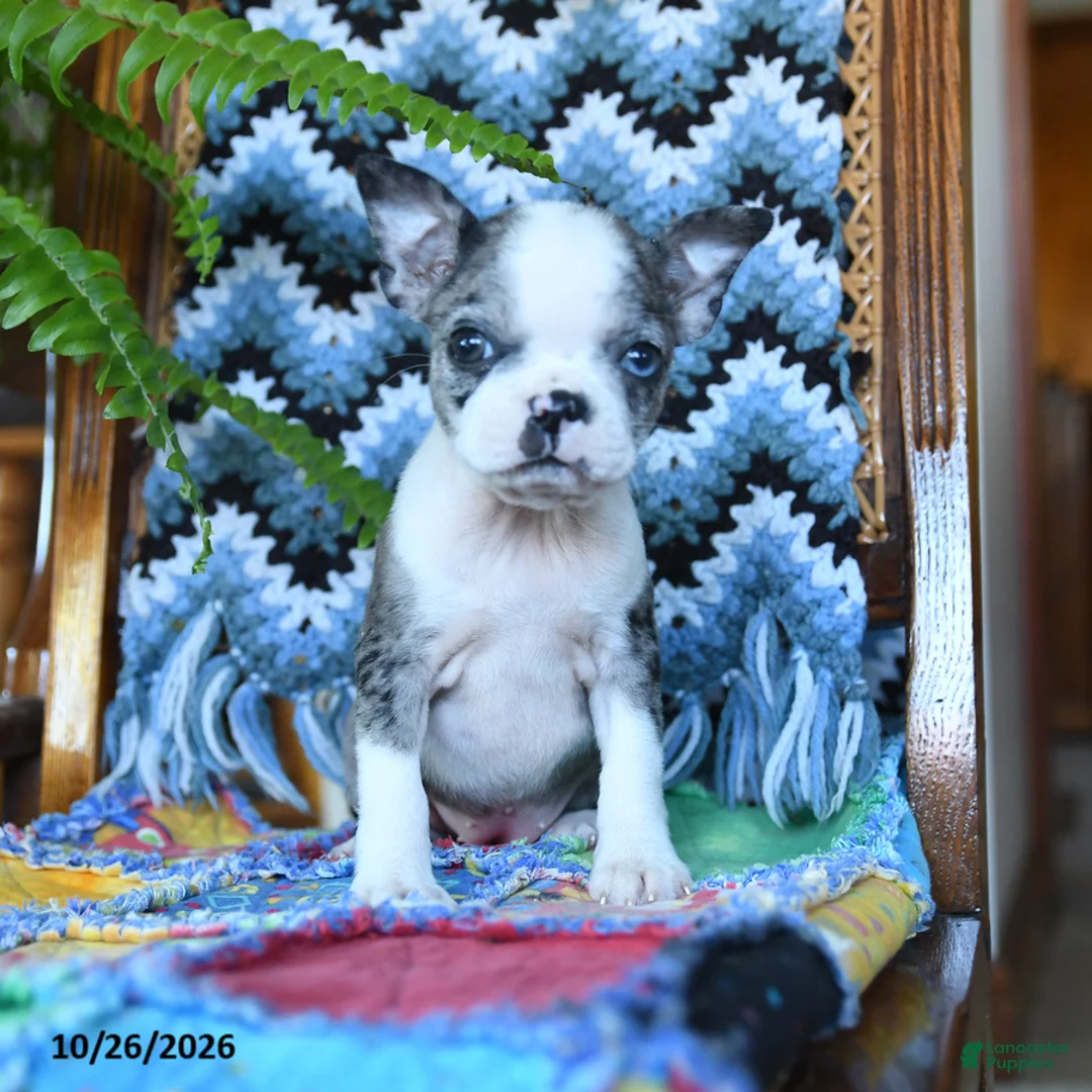 Boston Terrier dogs for sale: Hillary - Ad 1