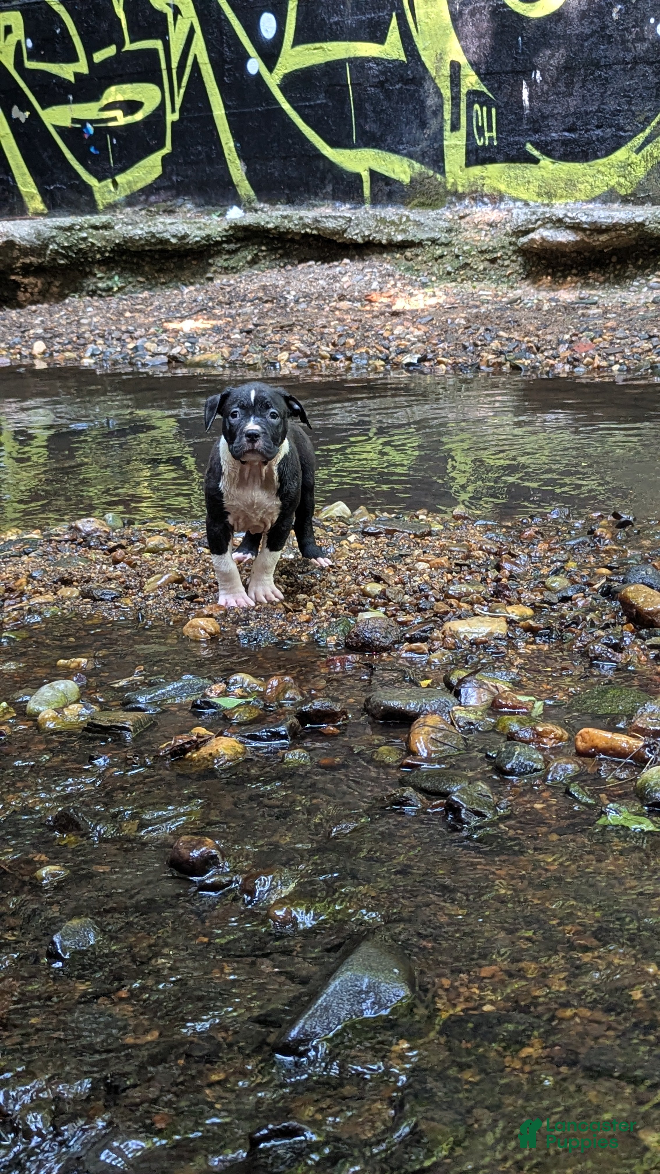 American Bully dogs Jet - Ad 2