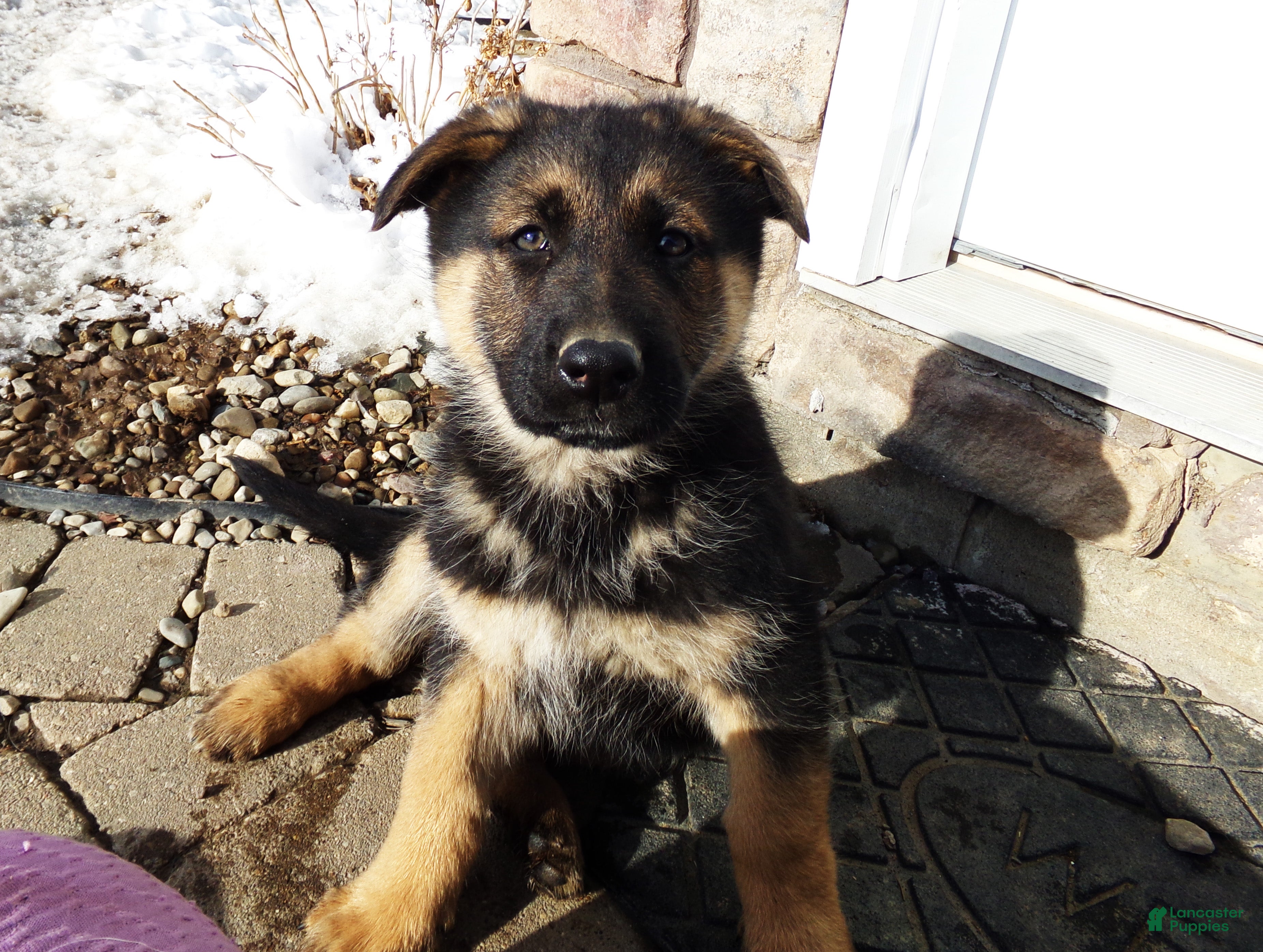 German Shepherd dogs Bluebelle - Ad 18
