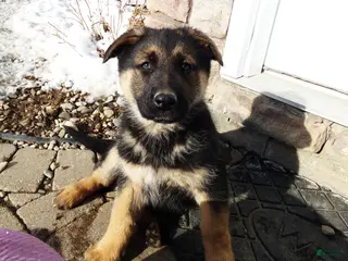 German Shepherd dogs Bluebelle - Ad 18