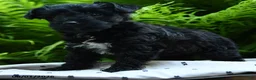 Yorkiepoo dogs for sale: Confetti - Ad 2