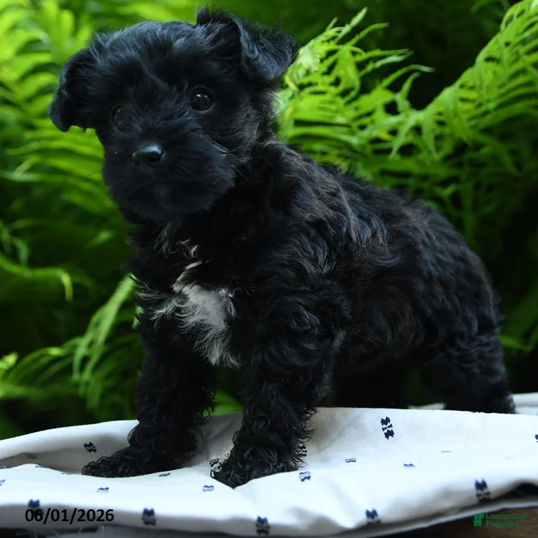 Yorkiepoo dogs for sale: Confetti - Ad 2