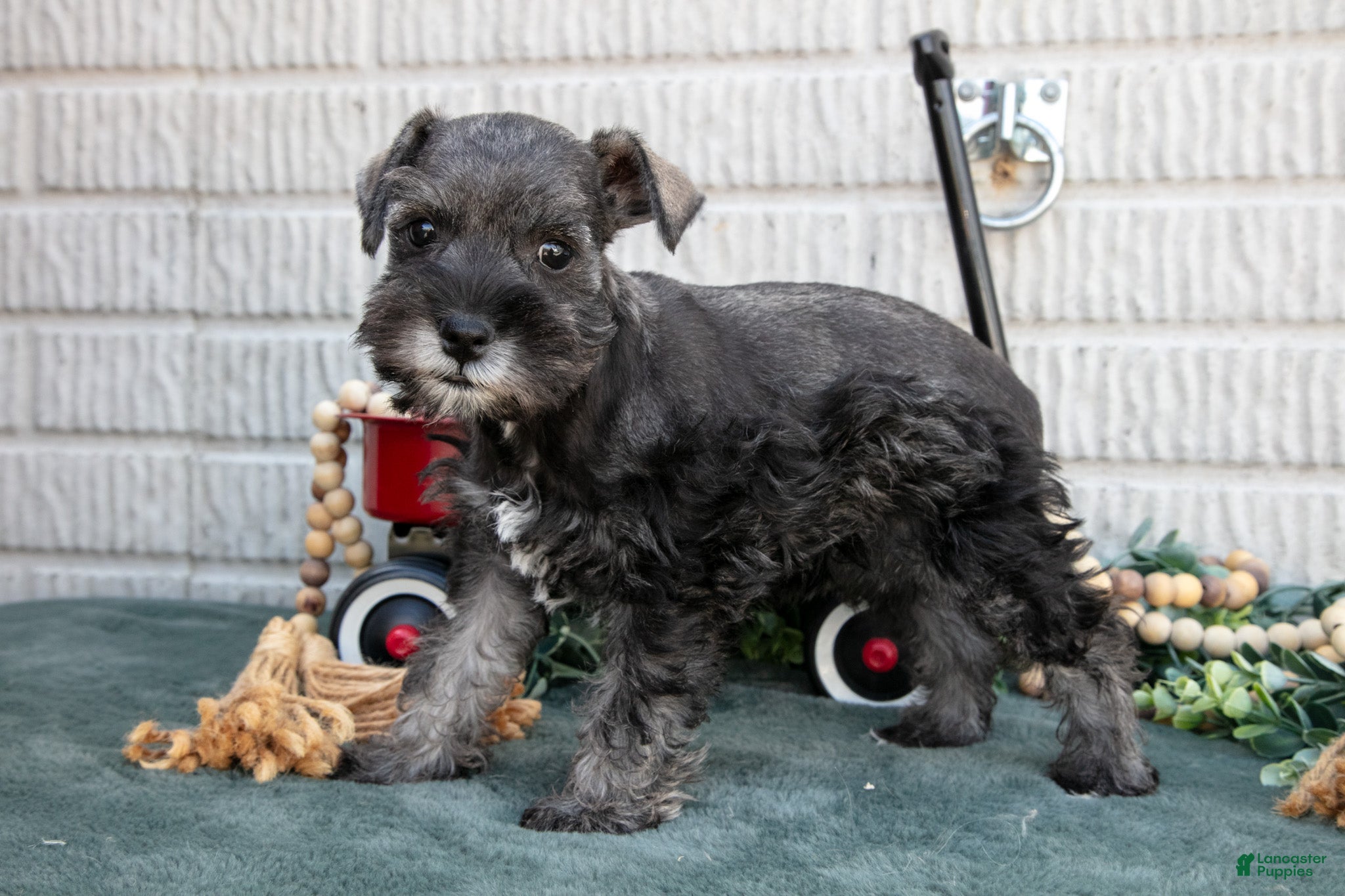Miniature Schnauzer dogs Molly - Ad 1