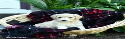 Goldendoodle dogs for sale: Mountain - Ad 2