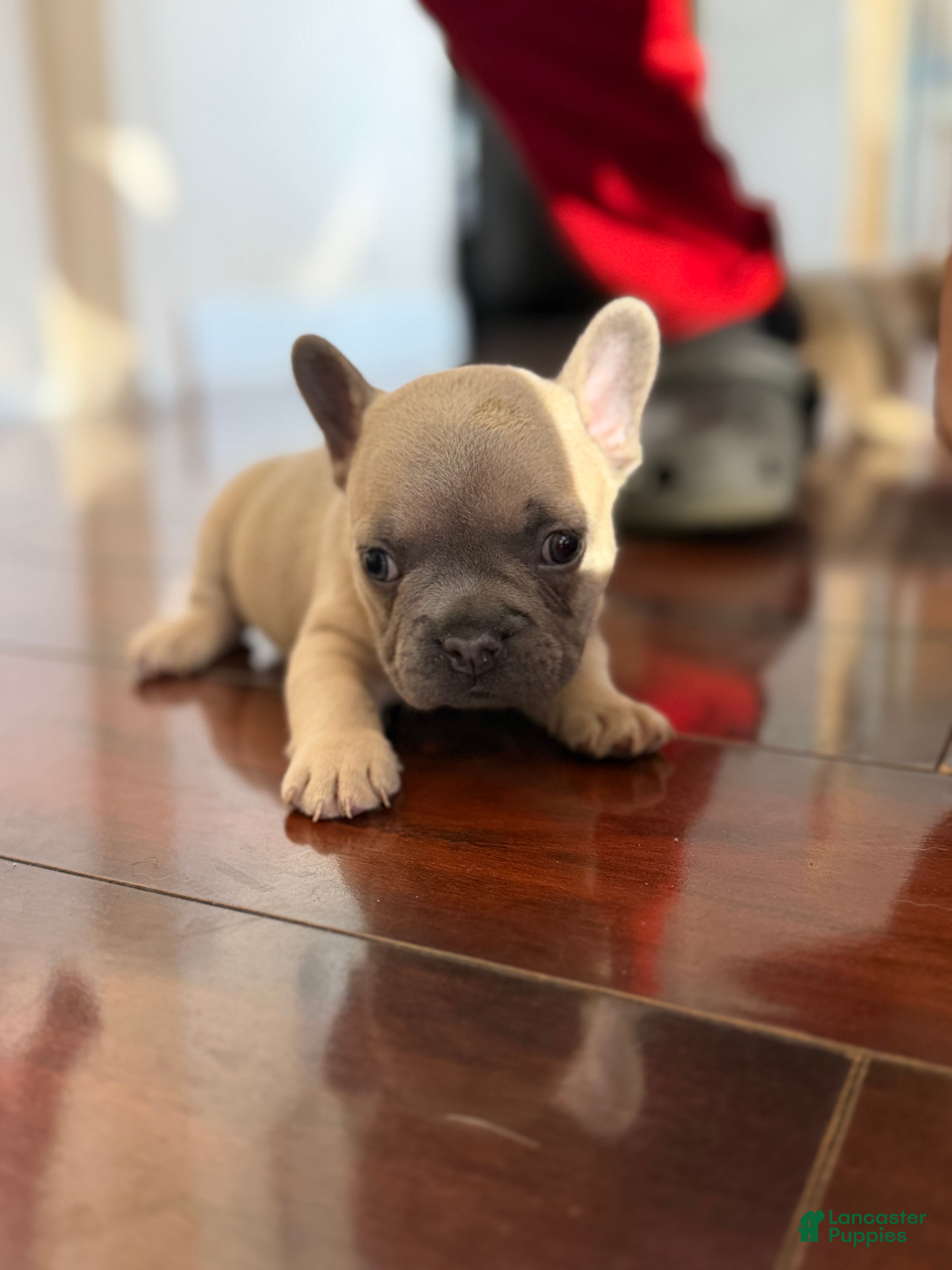 French Bulldog dogs French Bulldog Puppy 3 - Ad 34