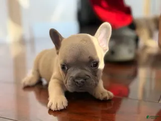French Bulldog dogs French Bulldog Puppy 3 - Ad 32