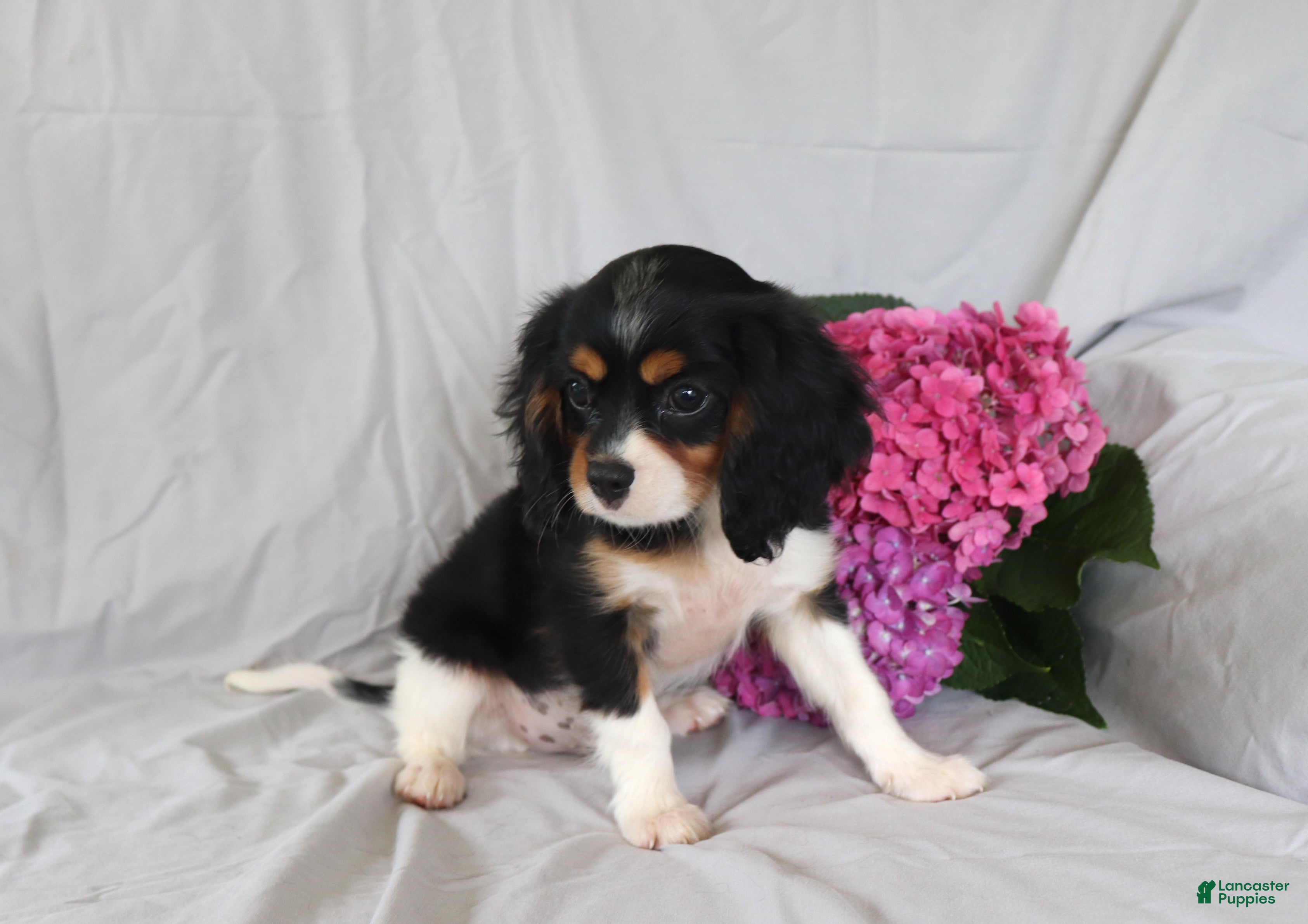 Cavalier King Charles Spaniel dogs Peter - Ad 2