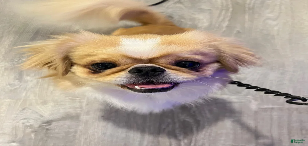 Gallery Image {{count}}