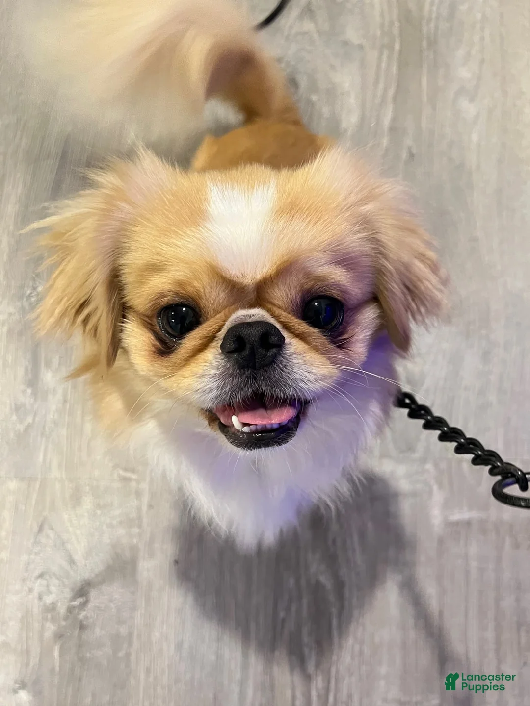 Gallery Image {{count}}