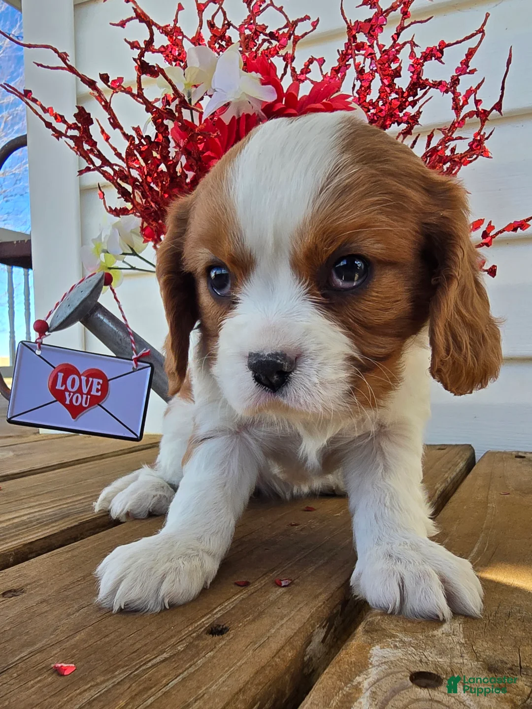 Cavalier King Charles Spaniel dogs for sale: Dakota - Ad 6