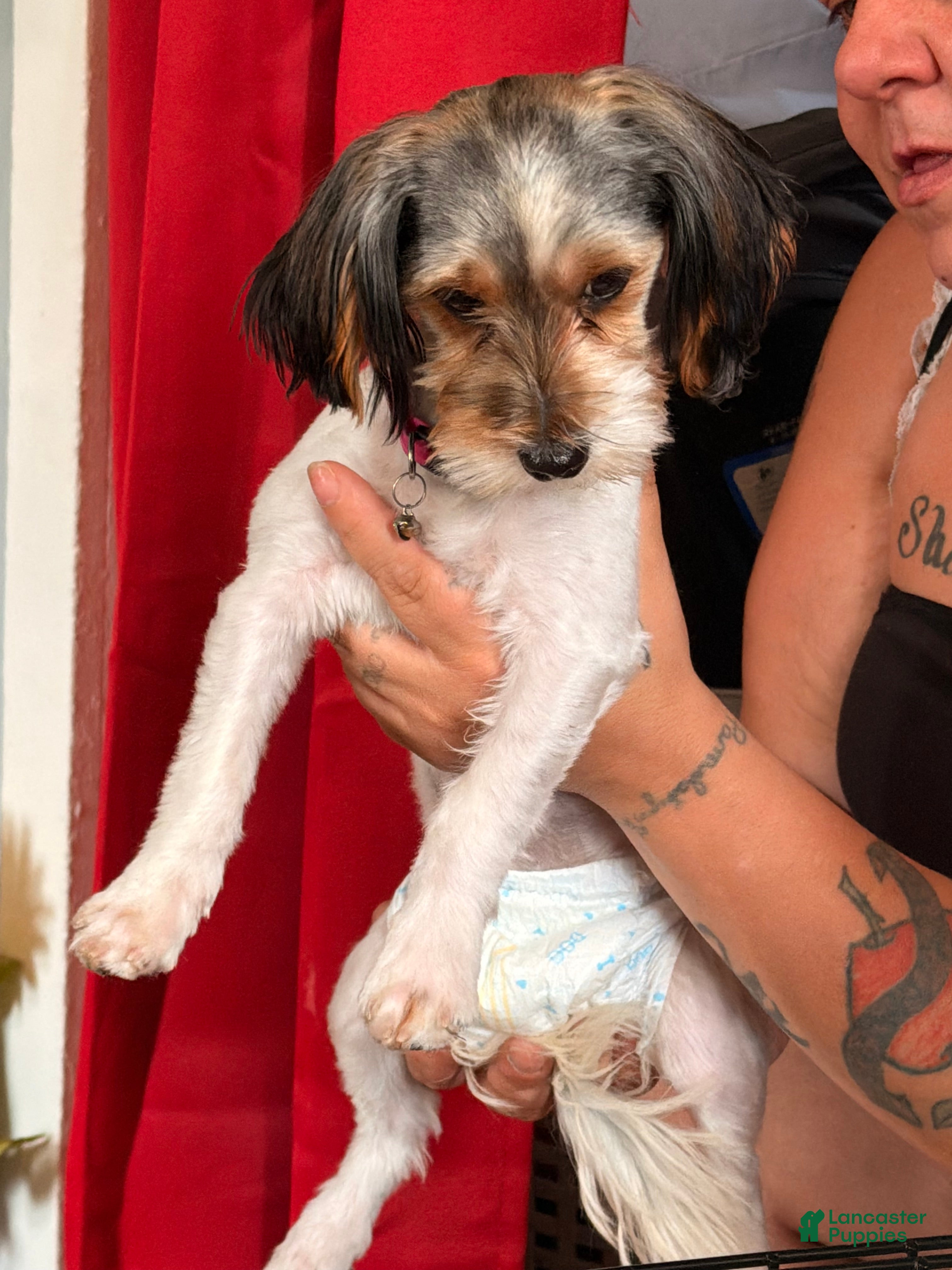 Biewer Terrier dogs Biewer Terrier 1 - Ad 20