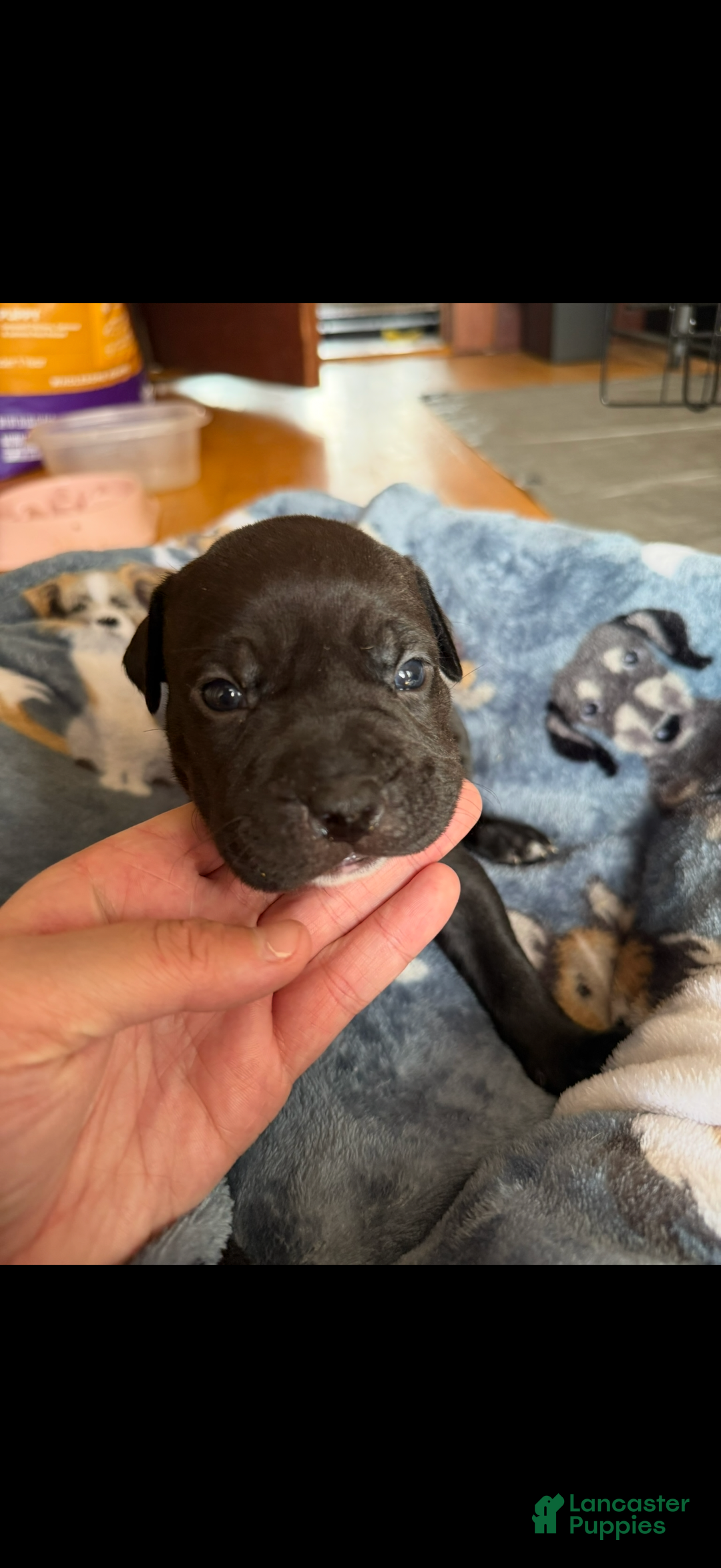 American Bully dogs for sale: Bella  - Ad 3