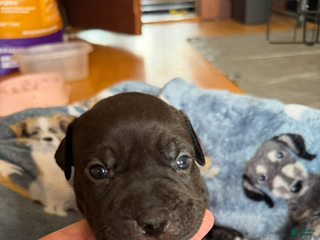 American Bully dogs - Ad 4