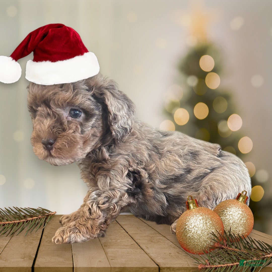 Toy Poodle dogs for sale: Jingle - Ad 4