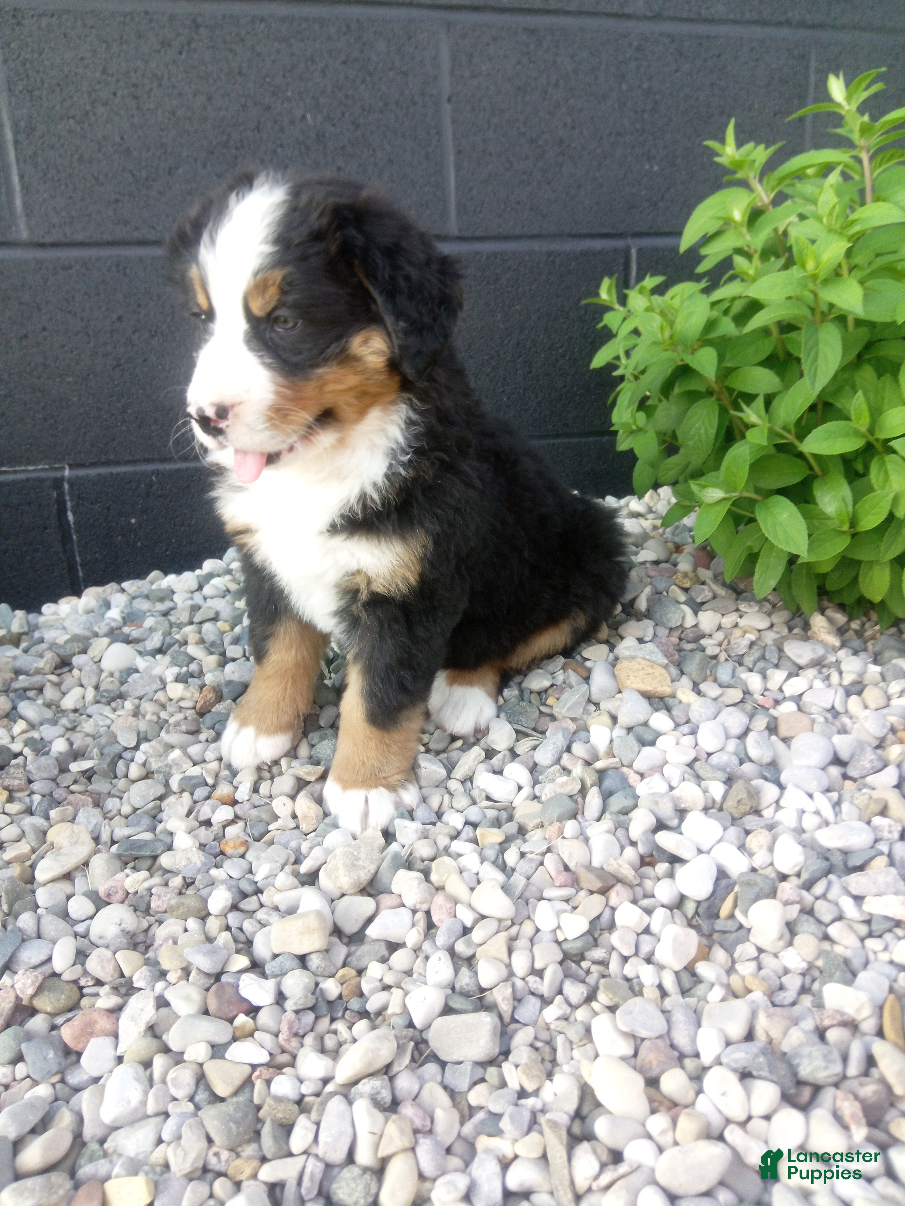 Bernese Mountain Dog dogs for sale: Turbo  - Ad 3