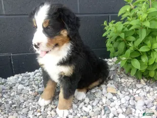 Bernese Mountain Dog dogs for sale: Turbo - Ad 3