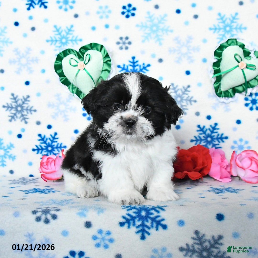 Shih Tzu dogs for sale: Leo - Ad 4