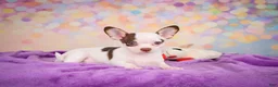 Chihuahua dogs for sale: Gus - Ad 8