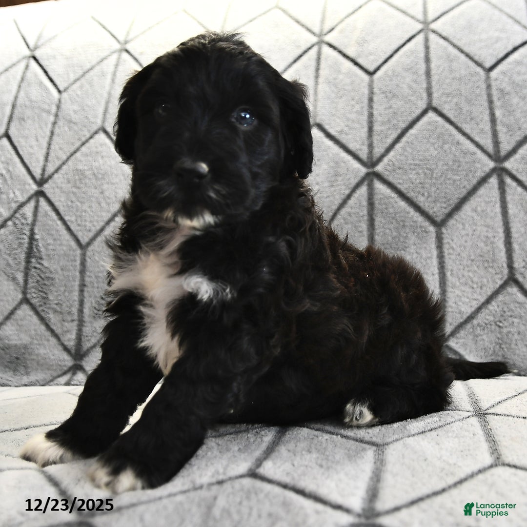 Portuguese Water Dog dogs for sale: Denny - Ad 13