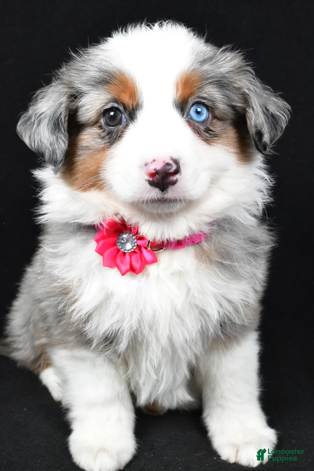 Miniature Australian Shepherd dogs for sale: Lola - Ad 3