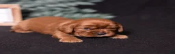 Cavalier King Charles Spaniel dogs for sale: Galileo - Ad 6