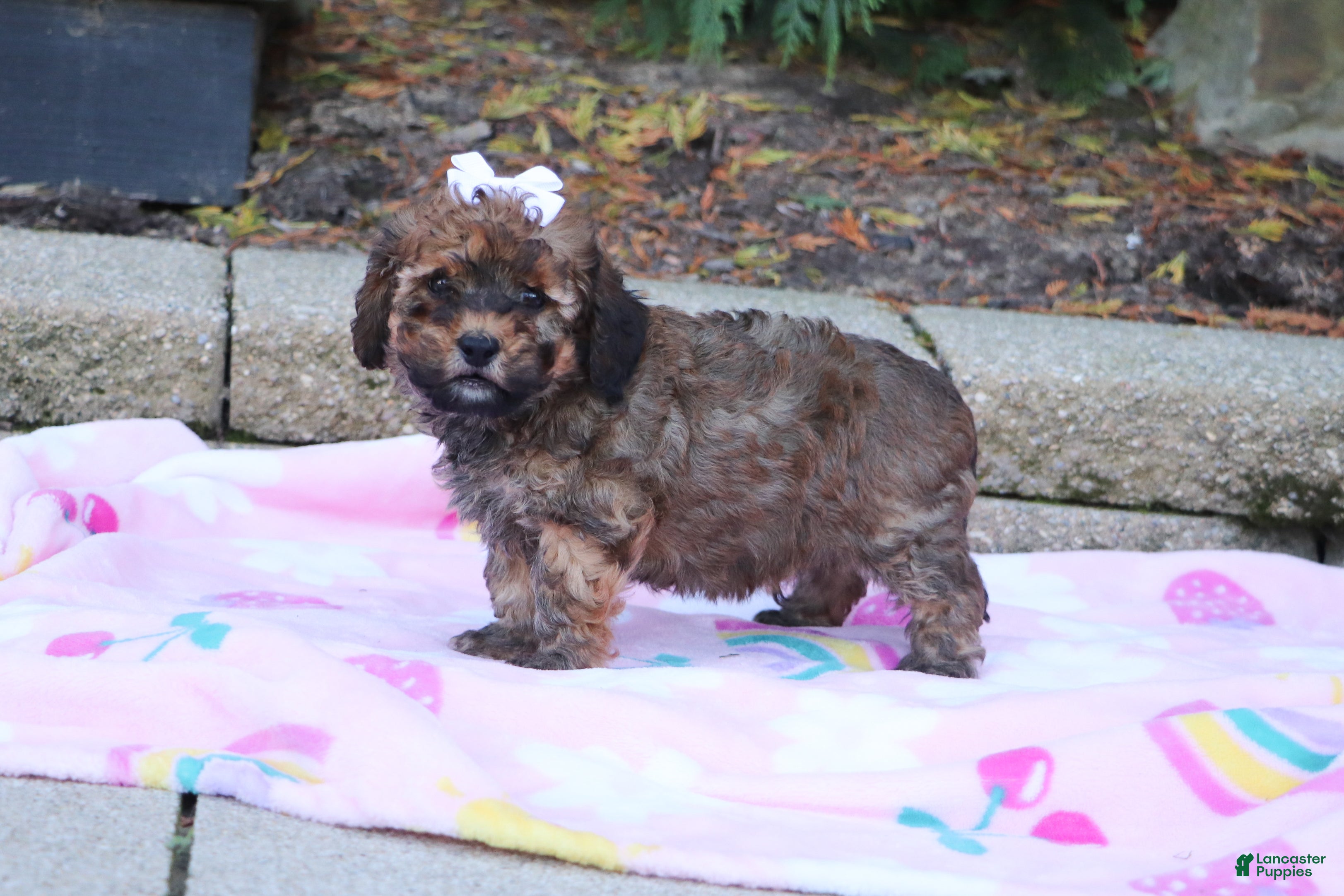 Cavapoo dogs Rudy - Ad 2