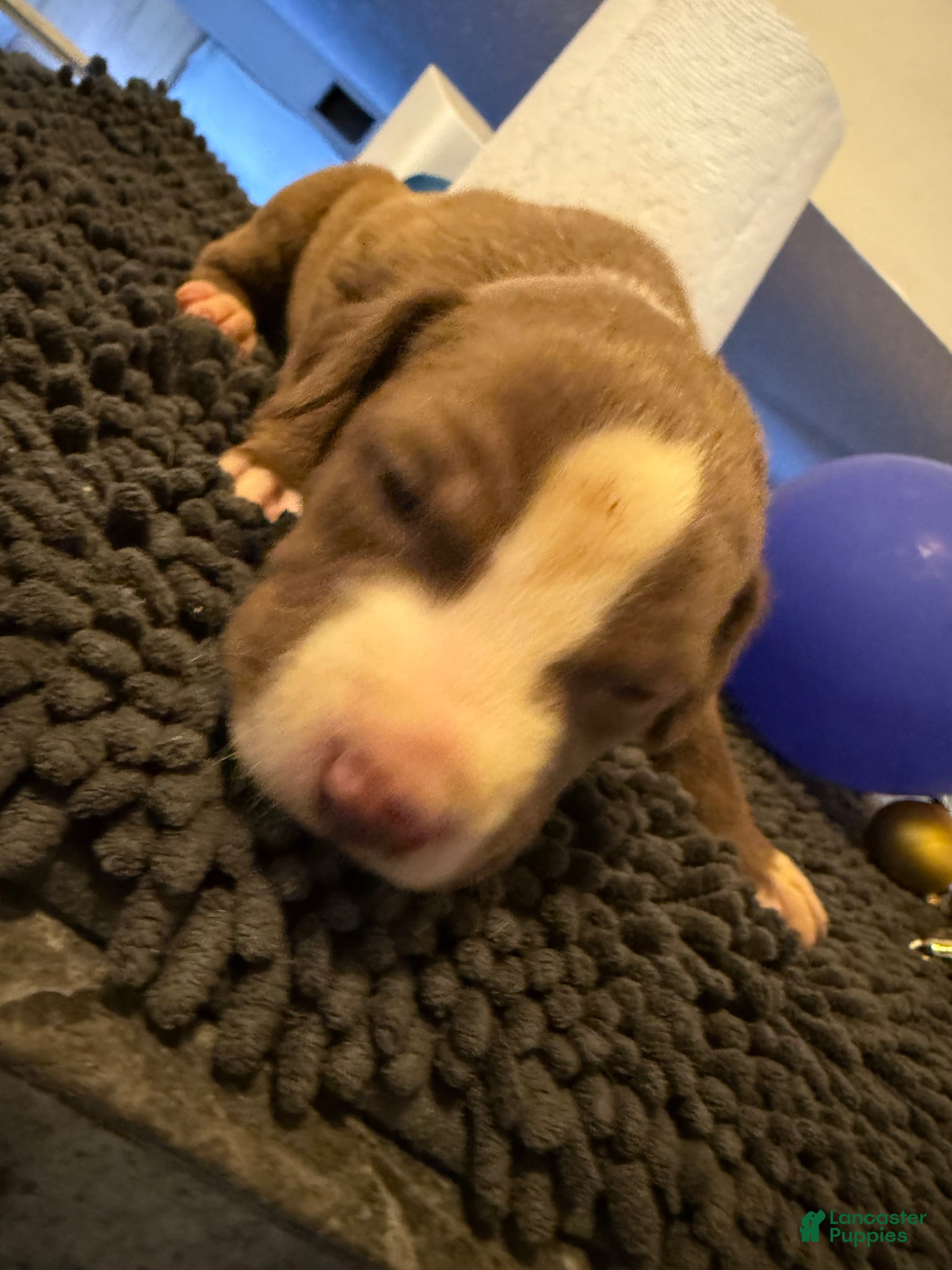 Mixed Breed dogs Mixed Breed Puppy 2 - Ad 1