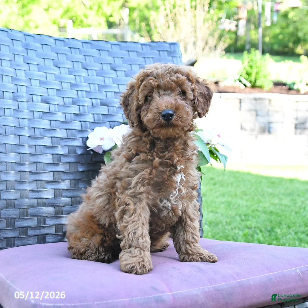 Miniature Poodle dogs for sale: Henry - Ad 1