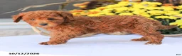 Miniature Poodle dogs for sale: Liam - Ad 8