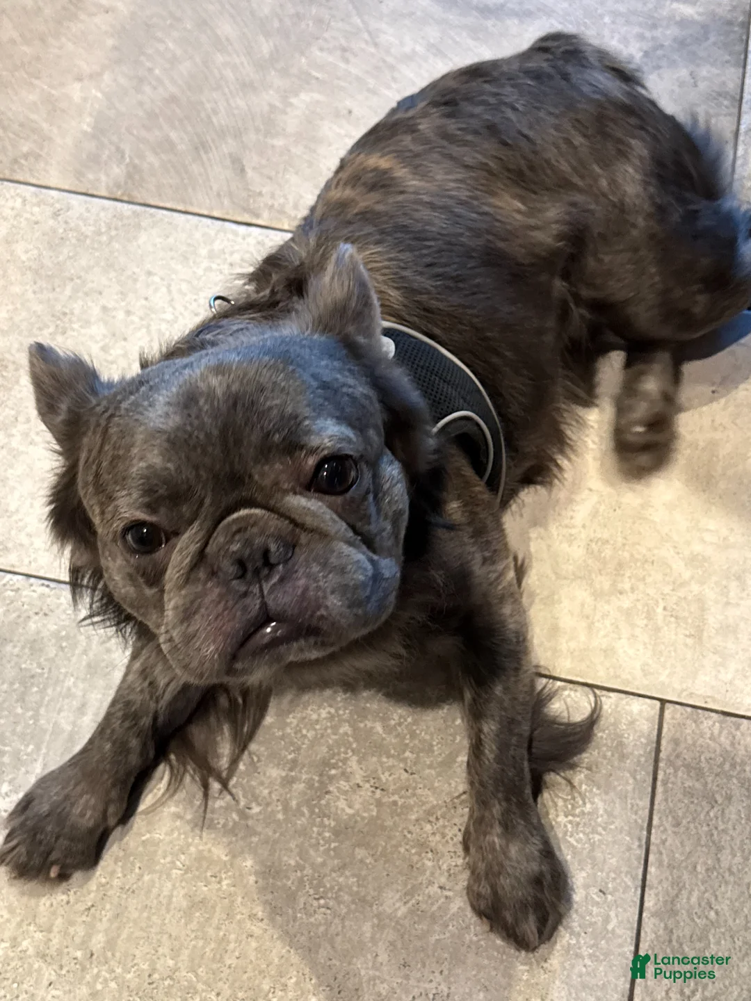 French Bulldog dogs for sale: French Bulldog  - Ad 2