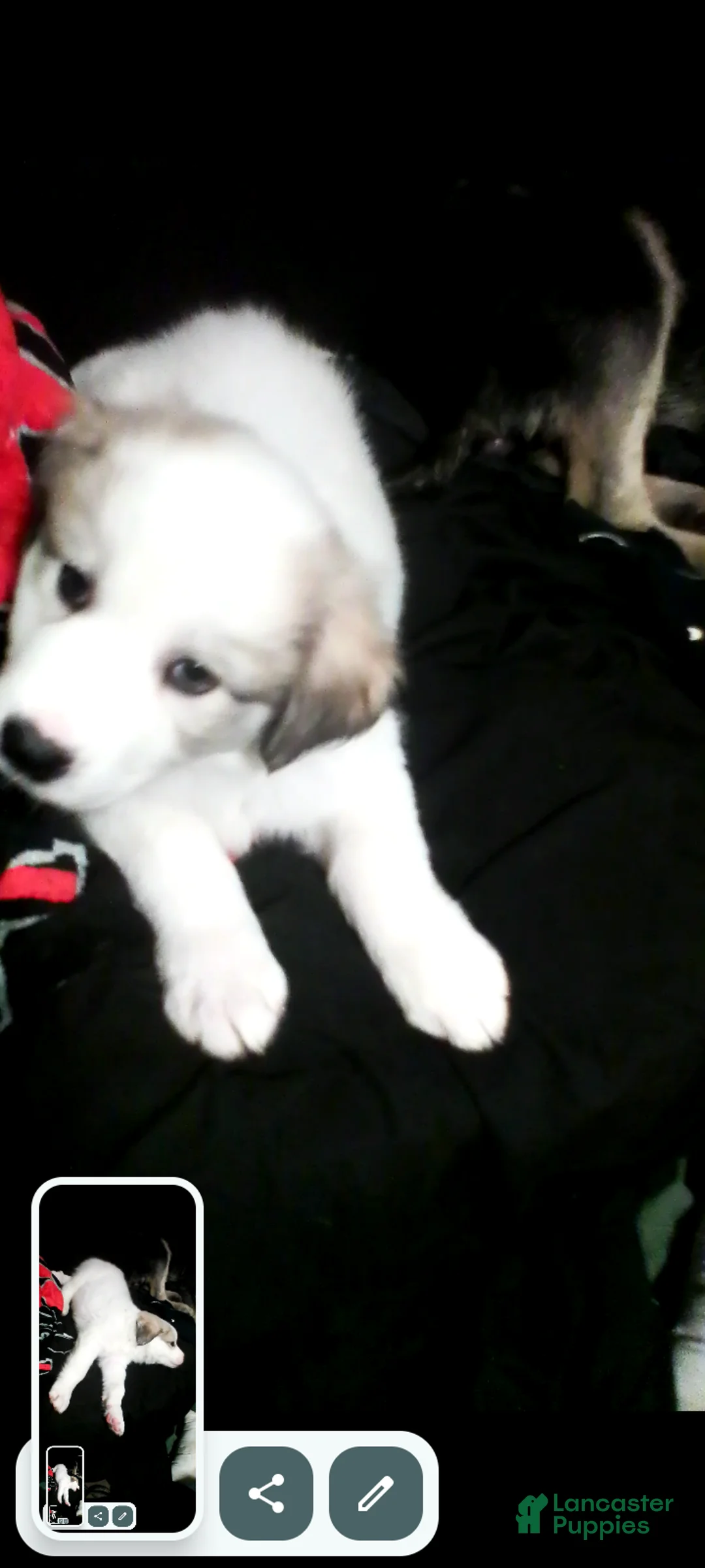 Mixed Breed dogs for sale: Buddy Boy  - Ad 5