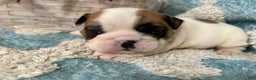 English Bulldog dogs for sale: English Bulldog Puppy 1 - Ad 2