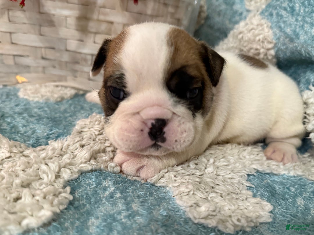 English Bulldog dogs for sale: English Bulldog Puppy 1 - Ad 2
