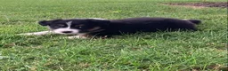 Australian Shepherd dogs for sale: Luna - Ad 4