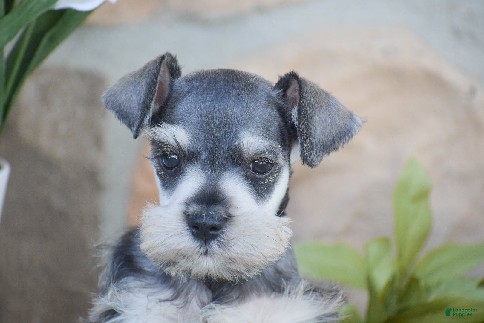 Miniature Schnauzer dogs Triscuit - Ad 2